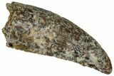 Serrated Raptor Tooth - Real Dinosaur Tooth #332162-1